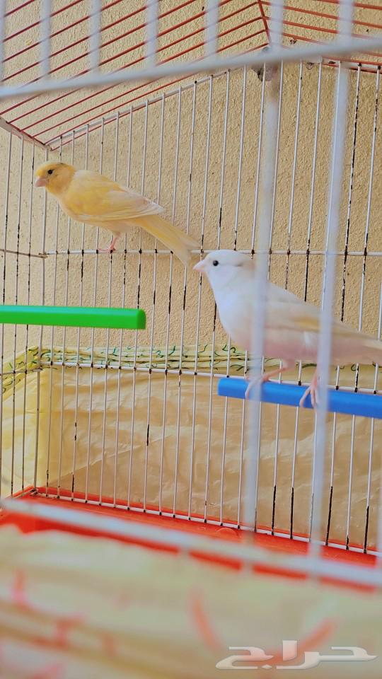 Canary Pair64413484703105112