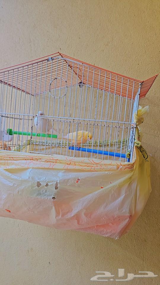 Canary Pair64413484703105113