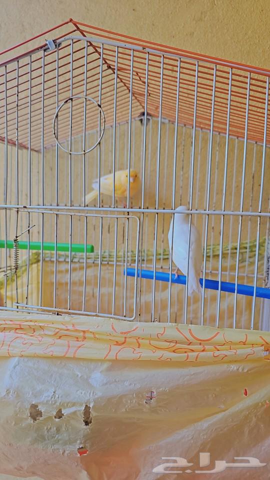 Canary Pair64413484703105110