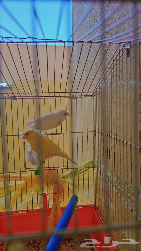 Canary Pair64413484703105111
