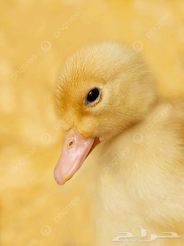 صوص بط للبيع64414302940290110