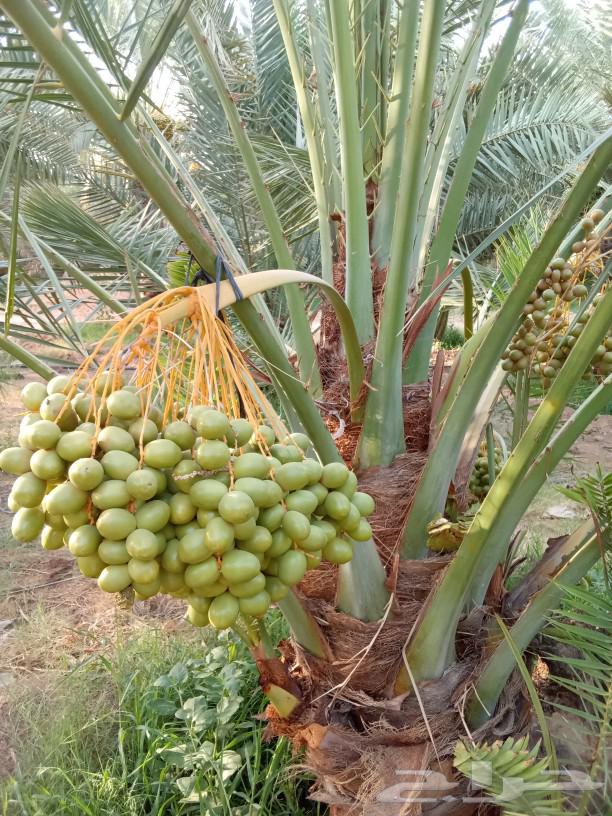 Date palms for sale, fruit-bearing date palms, Khalas, Sukkari, Sugaie, ornamental palms64416809446274112
