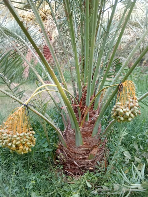 Date palms for sale, fruit-bearing date palms, Khalas, Sukkari, Sugaie, ornamental palms64416809446274113