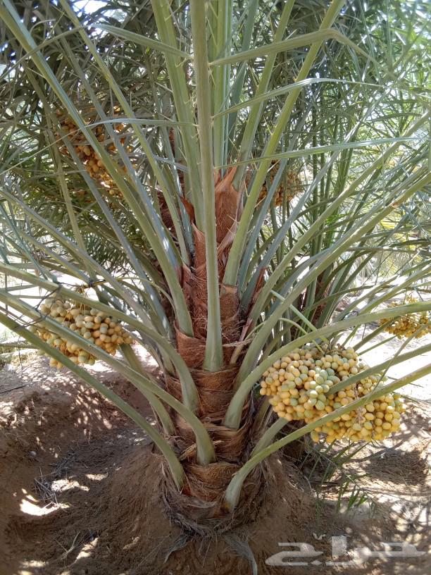 Date palms for sale, fruit-bearing date palms, Khalas, Sukkari, Sugaie, ornamental palms64416809446274110