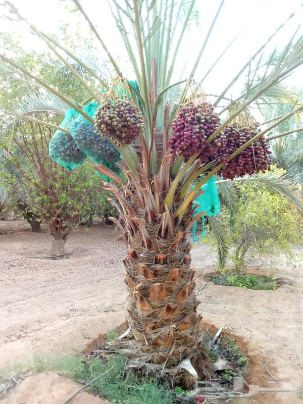 Date palms for sale, fruit-bearing date palms, Khalas, Sukkari, Sugaie, ornamental palms64416809446274114