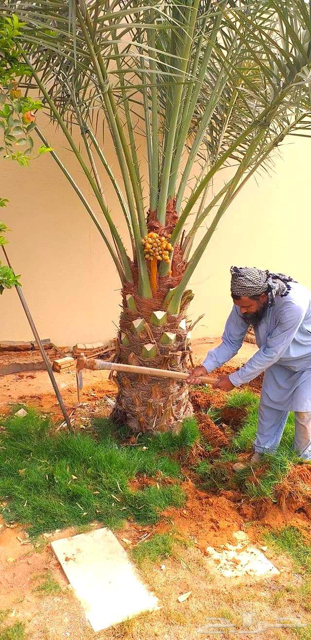 Palm trees for sale, Shishi Ajwa, Magdool, Sukkari, young palm trees, Nakheel Froukh, Jathayth varieties64418985231233113