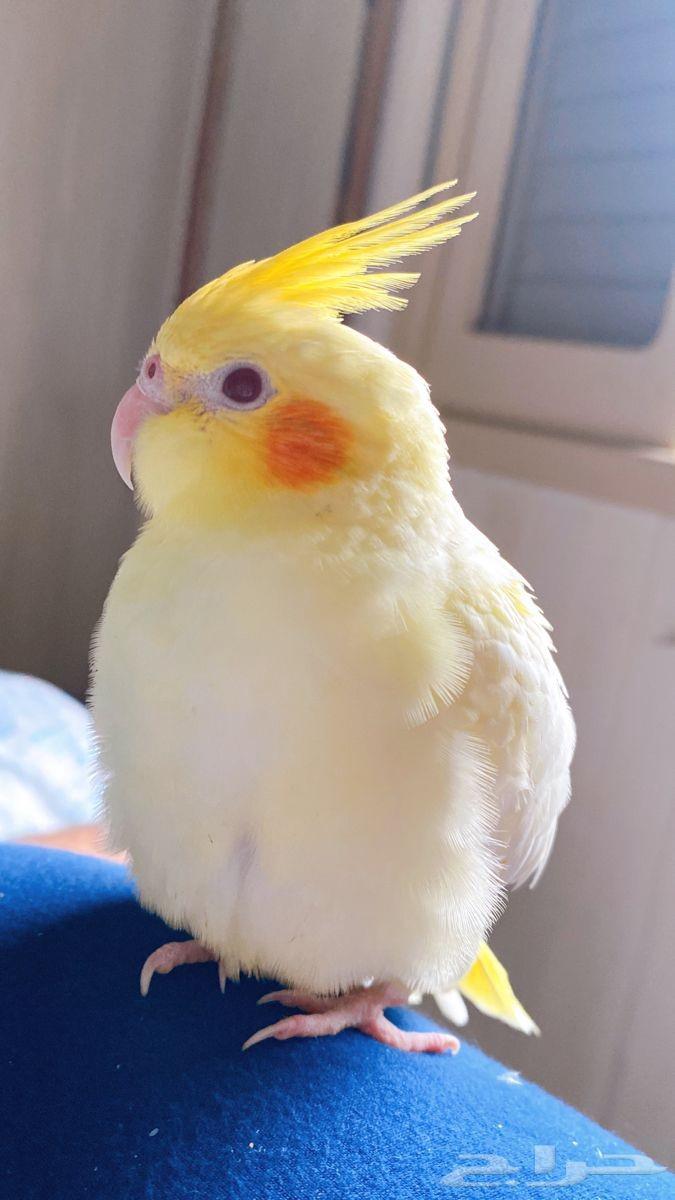 كروان للبيع64415155065601111