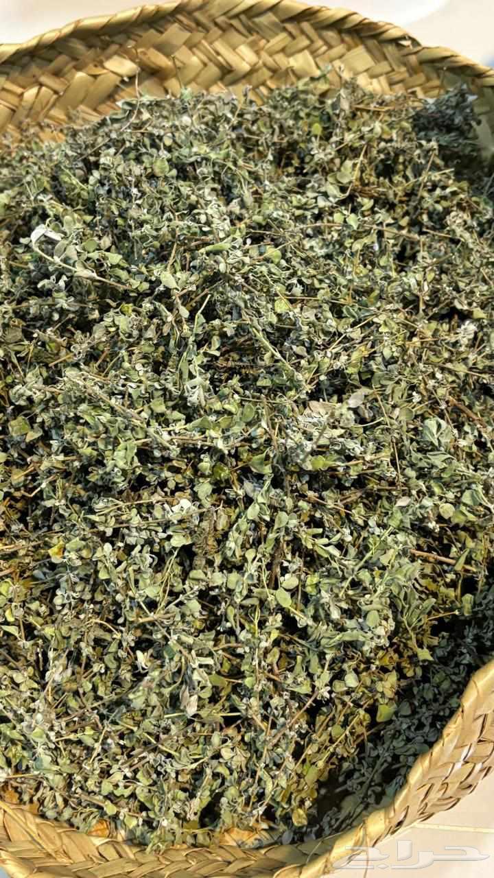 وزاب ( بردقوش ) مجفف للبيع64416636966785110