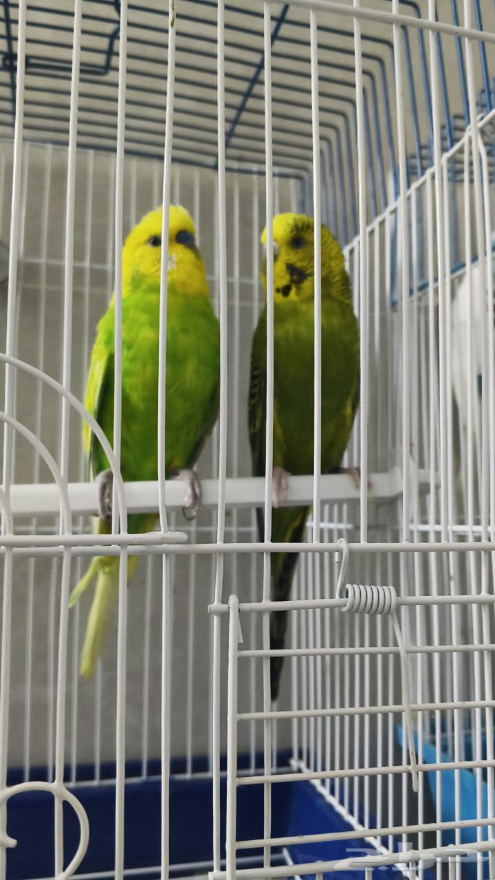 زوج بادجي64415746769282110