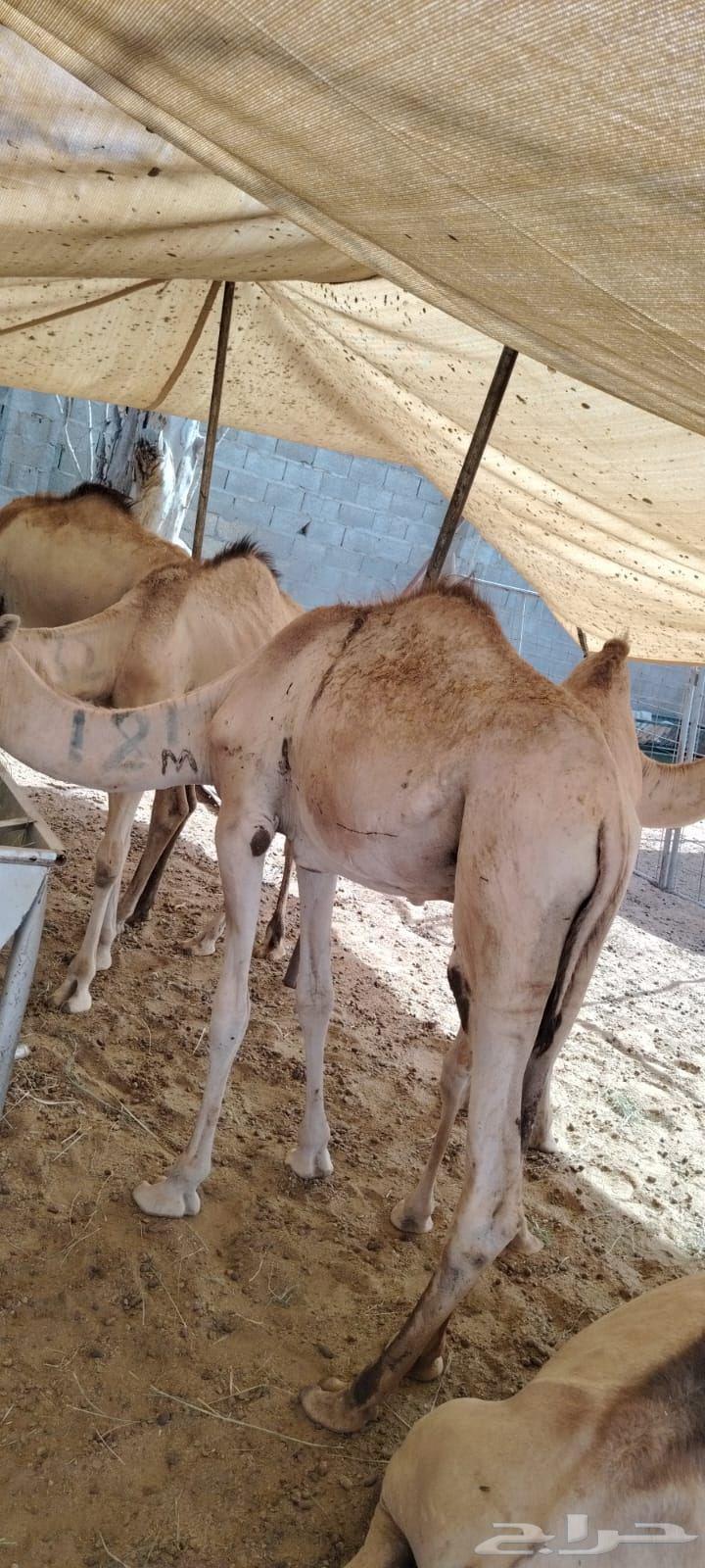 متاح 10 روس قعدان مفاريد صحة ممتازة البيع كلهم مع بعض64416440221315113