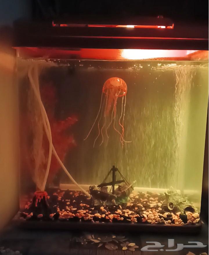 حوض سمك جديد بكامل اغراضه64413772148867110
