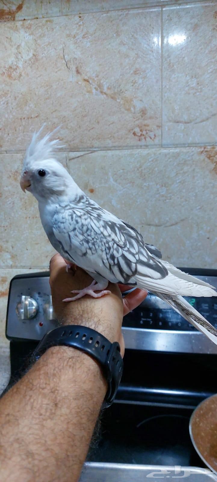 In the name of Allah, the Most Gracious, the Most Merciful, available Crown Pearl paid one thousand inside64416994626179110