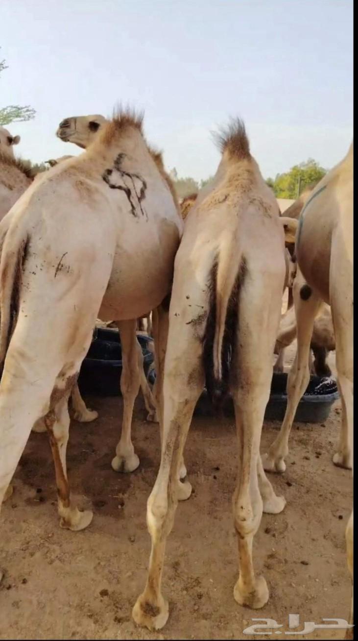 Qa3dan Mafarid Somali price 285064415047438081110