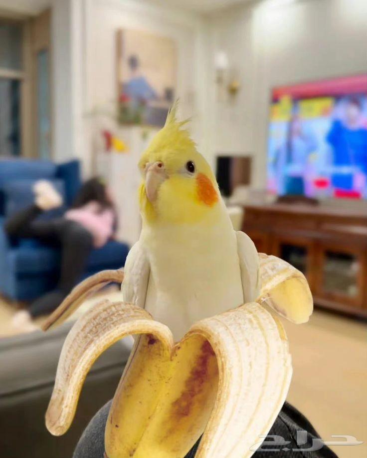 كروان للبيع64415155065601110