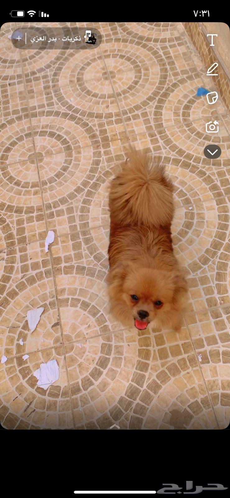 كلب للبيع تكرمون64413586350467111