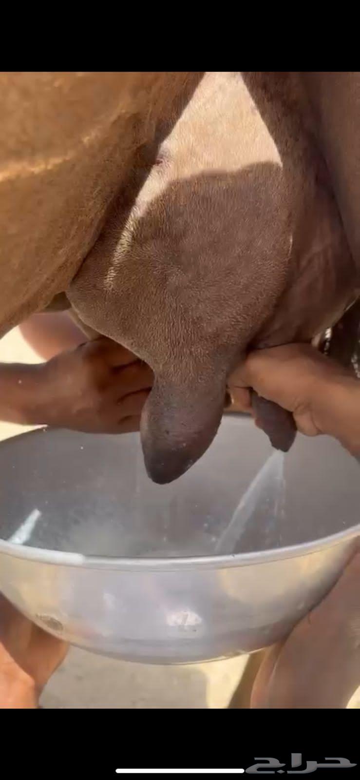 خلفات حمر للبيع64419025047041110