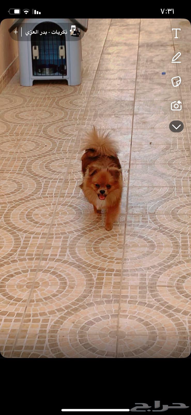 كلب للبيع تكرمون64413586350467112