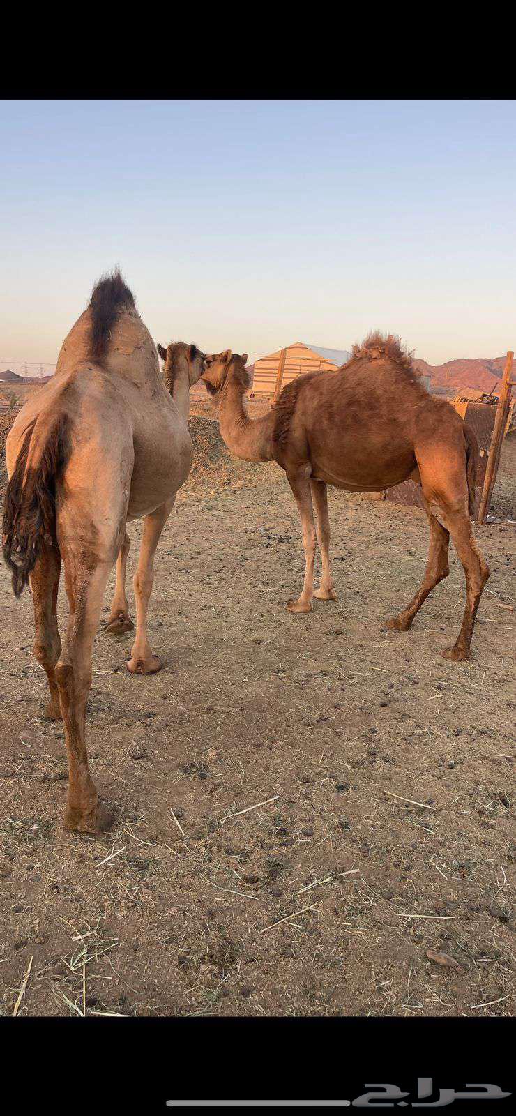 لقحات 2 حمر طيبات الحد من 5800 تم البيع64418322850307110