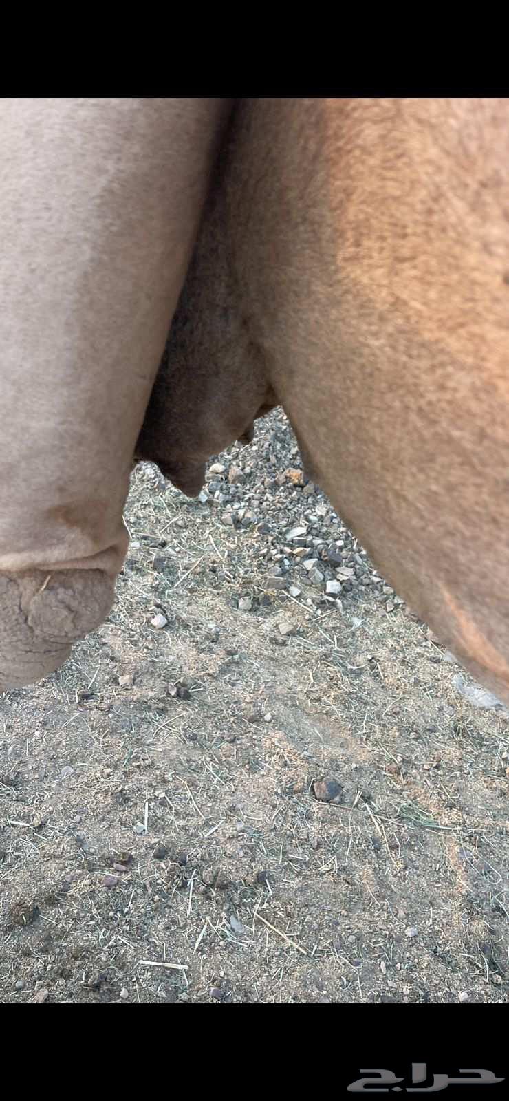 لقحات 2 حمر طيبات الحد من 5800 تم البيع64418322850307114