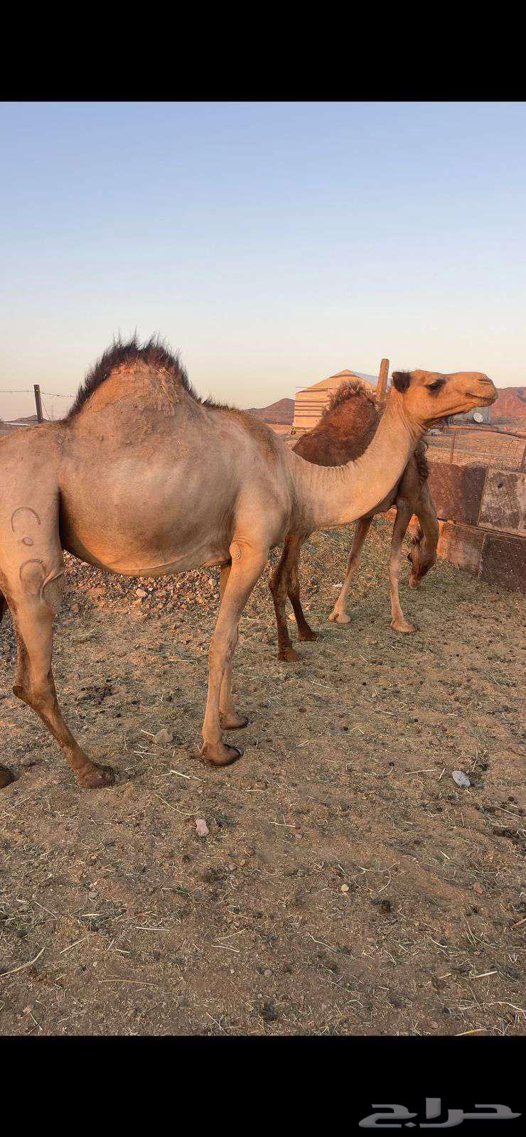 لقحات 2 حمر طيبات الحد من 5800 تم البيع64418322850307111