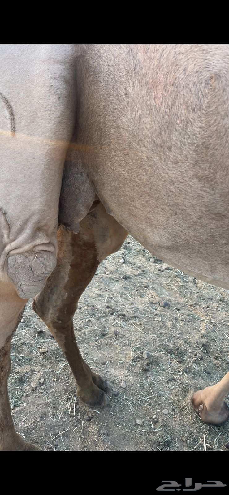 لقحات 2 حمر طيبات الحد من 5800 تم البيع64418322850307112