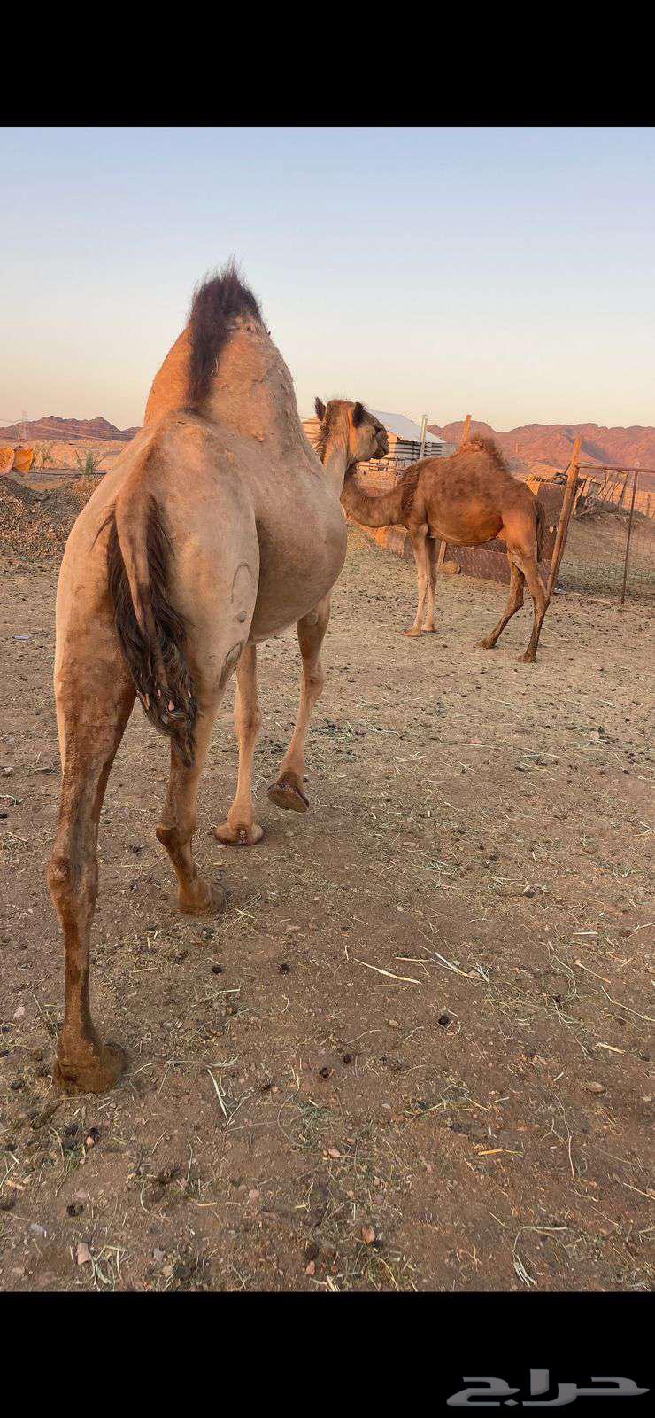 لقحات 2 حمر طيبات الحد من 5800 تم البيع64418322850307113