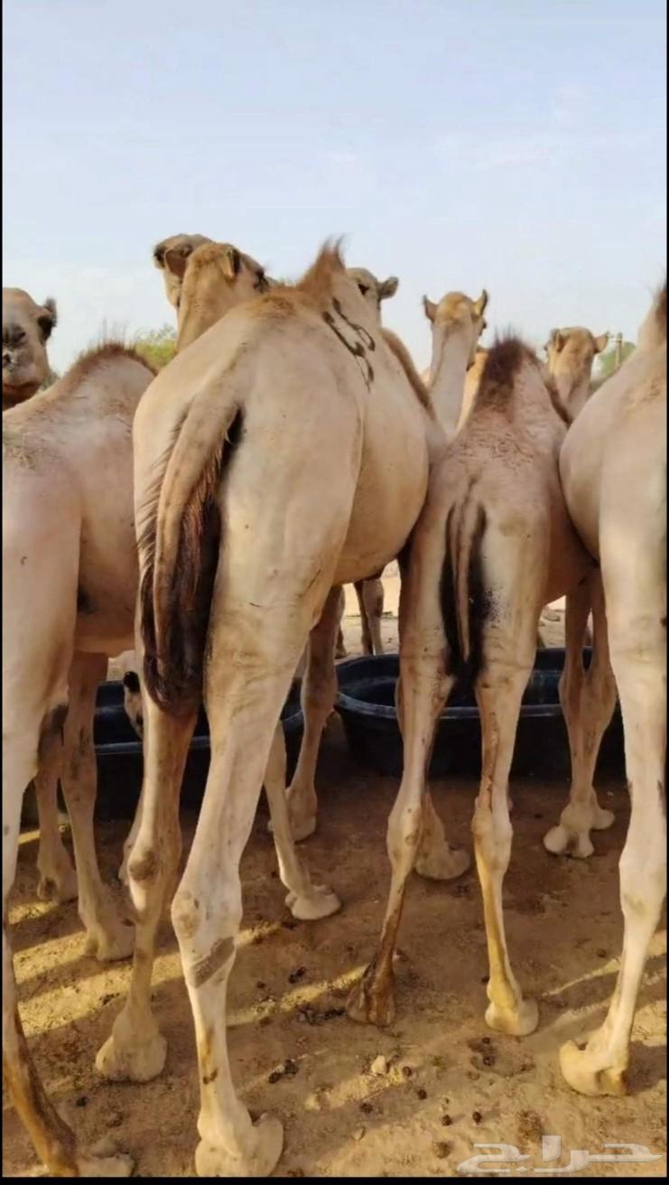 Qa3dan Mafarid Somali price 285064415047438081111