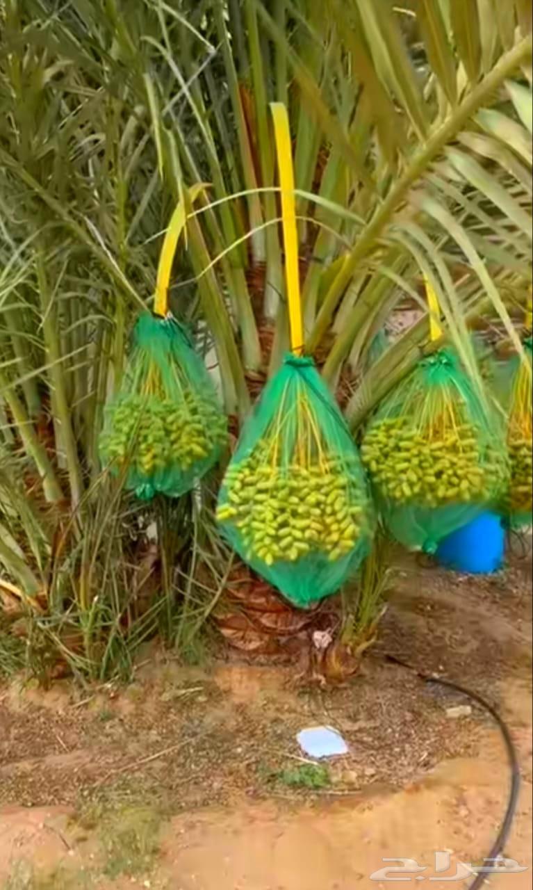 Palm trees for sale, Shishi Ajwa, Magdool, Sukkari, young palm trees, Nakheel Froukh, Jathayth varieties64418985231233112