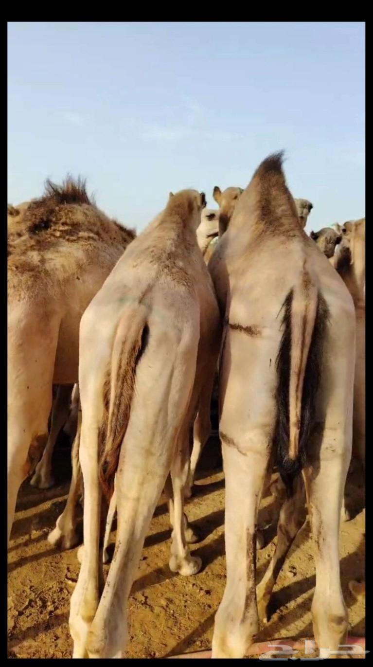 Qa3dan Mafarid Somali price 285064415047438081112