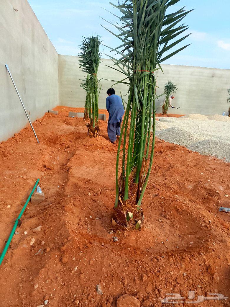 Palm trees for sale, Shishi Ajwa, Magdool, Sukkari, young palm trees, Nakheel Froukh, Jathayth varieties64418985231233114