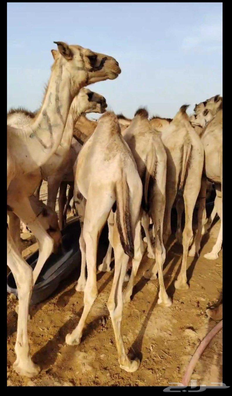 Qa3dan Mafarid Somali price 285064415047438081113