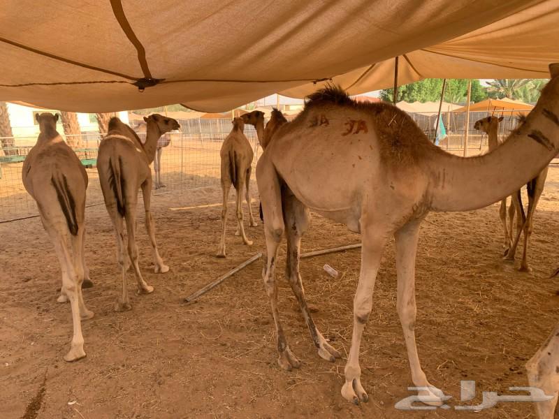 قعدان حاشي للبيع بالمزاحميه 280064415947859075110