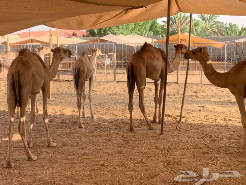 قعدان حاشي للبيع بالمزاحميه 280064415947859075111