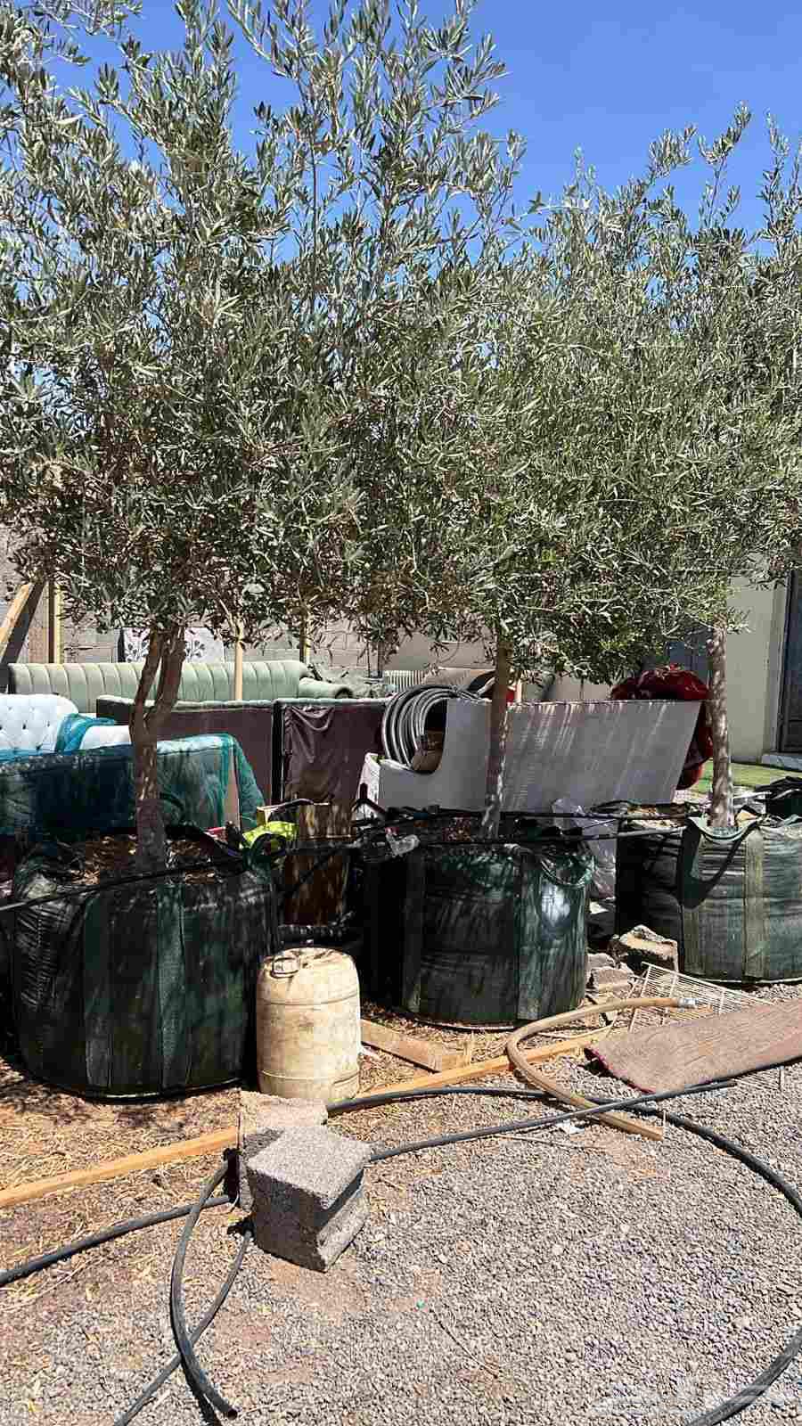 اشجار زيتون مشاتل زيتون الرياض مشاتل زيت زيتون64414806423043111