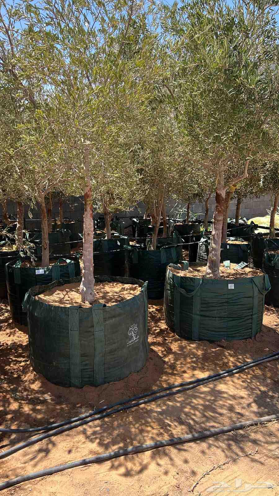 اشجار زيتون مشاتل زيتون الرياض مشاتل زيت زيتون64414806423043110