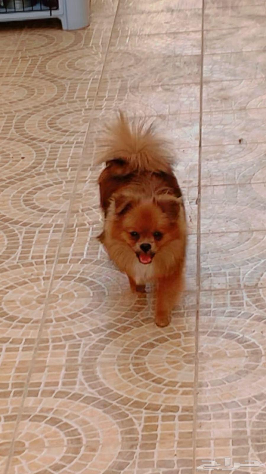 كلب للبيع تكرمون64413586350467110