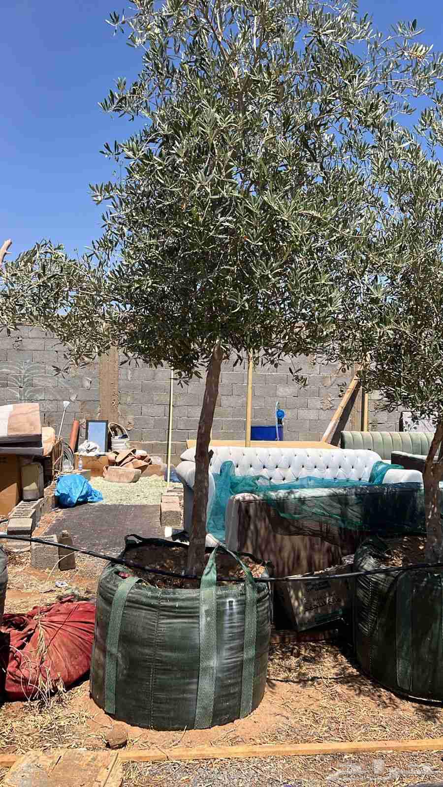 اشجار زيتون مشاتل زيتون الرياض مشاتل زيت زيتون64414806423043112