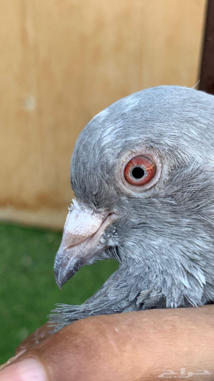 جوز سليتي كمنقر64414487731970114