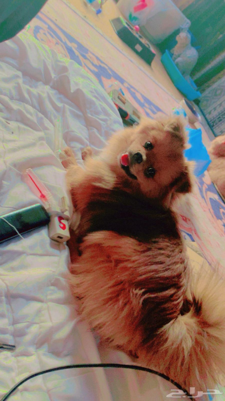 كلب للبيع تكرمون64413586350467113