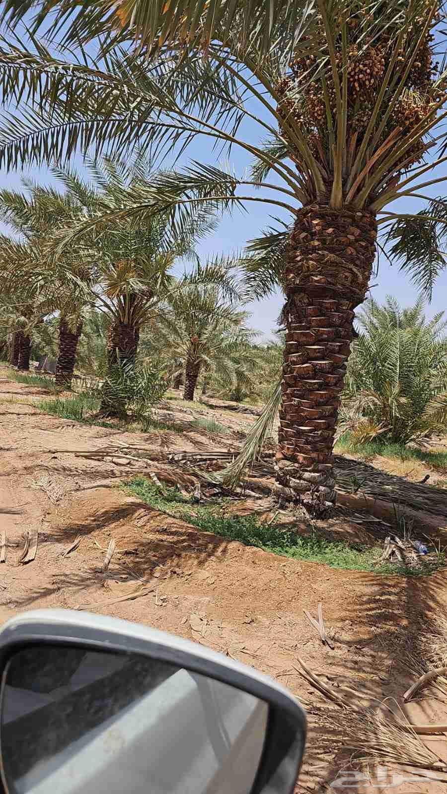 نخل خلاص درجه اولا بحمله للبيع64413864841730110