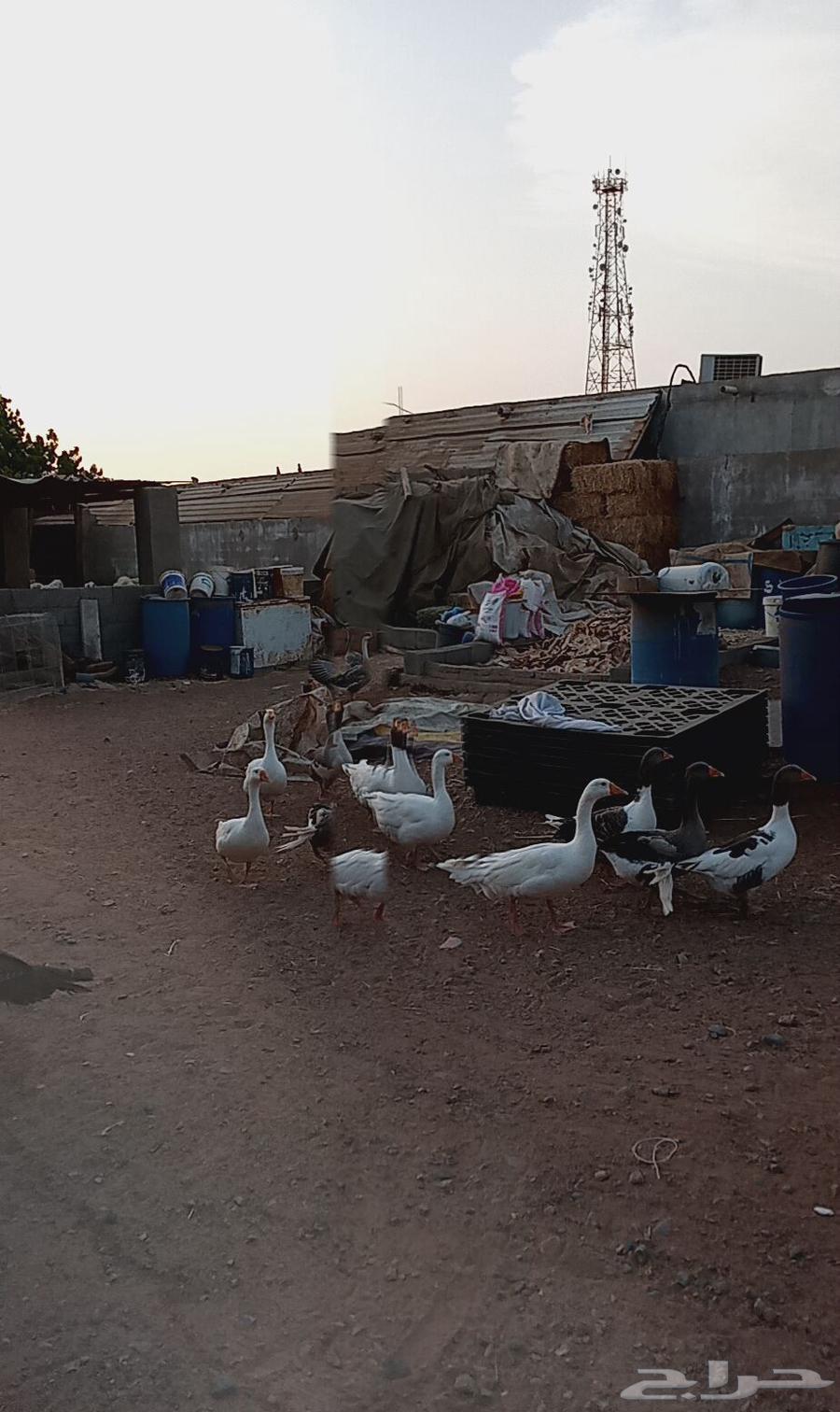 وز للبيع العدد 14 حبه على السوم64416094614787110