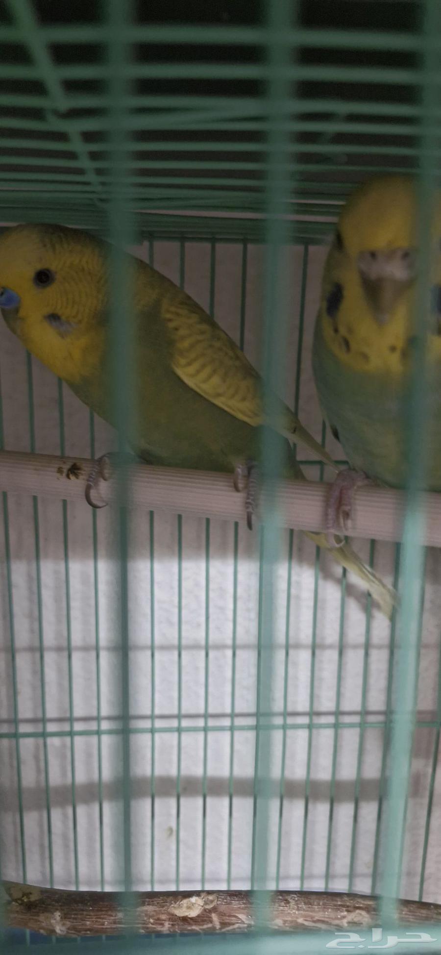 طيور روز وبادجي طيور الحب64414315723650114