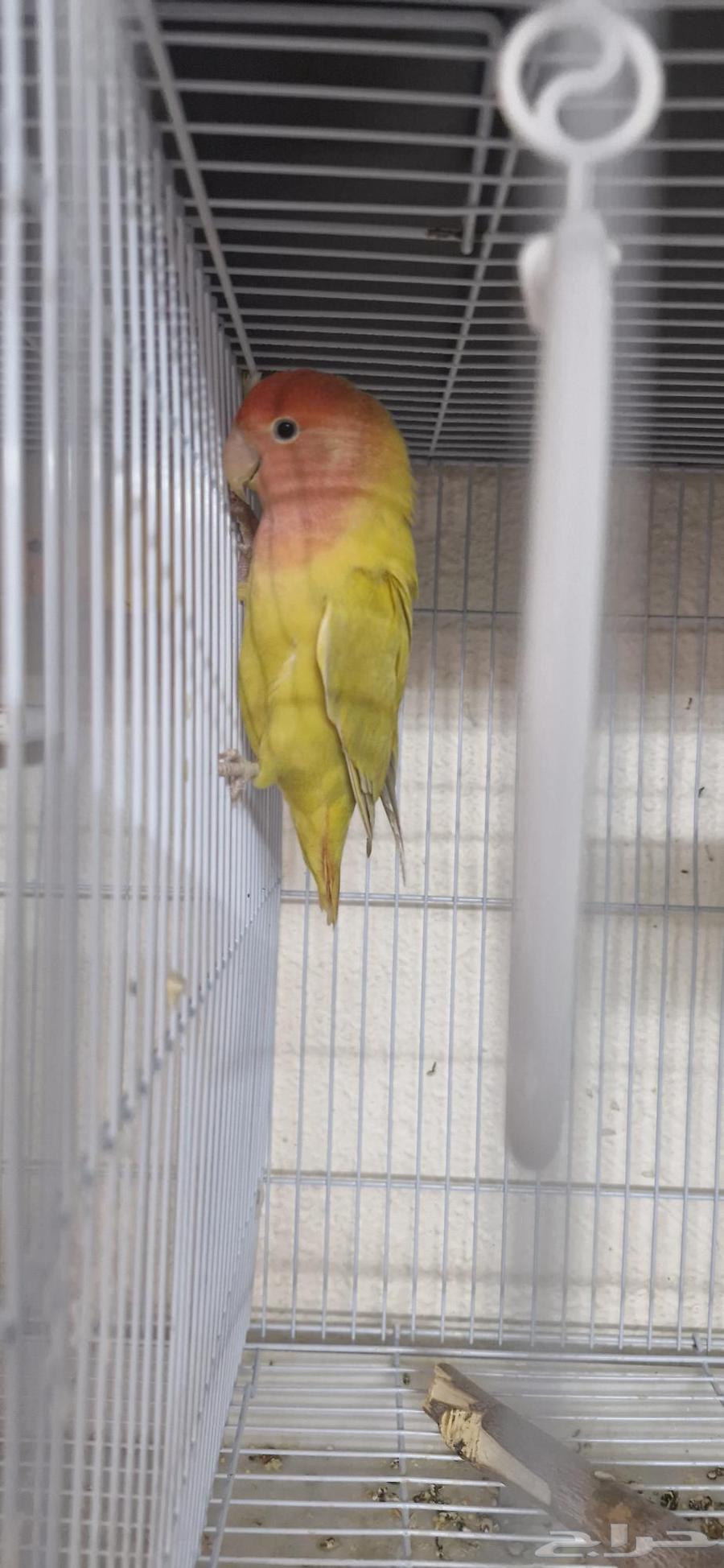 طيور روز وبادجي طيور الحب64414315723650112