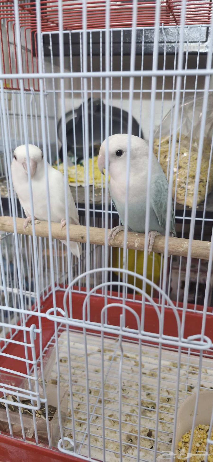 طيور روز وبادجي طيور الحب64414315723650110