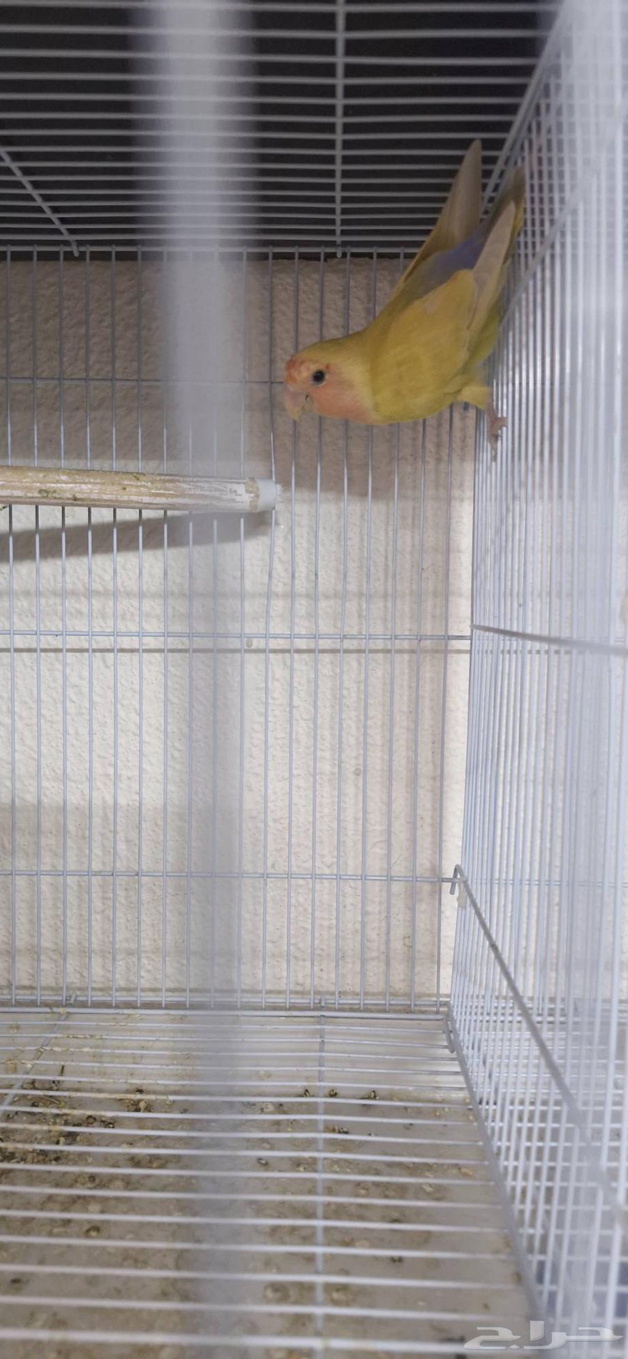 طيور روز وبادجي طيور الحب64414315723650111