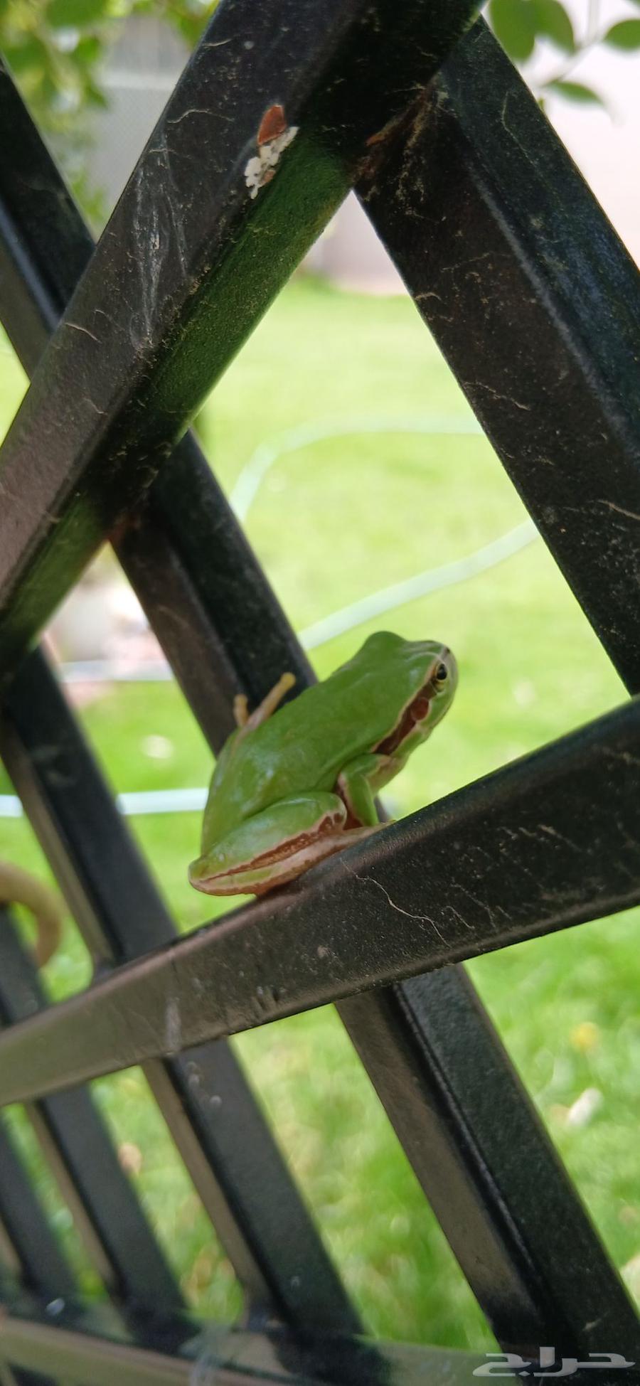 Tree Frog64416928323586110