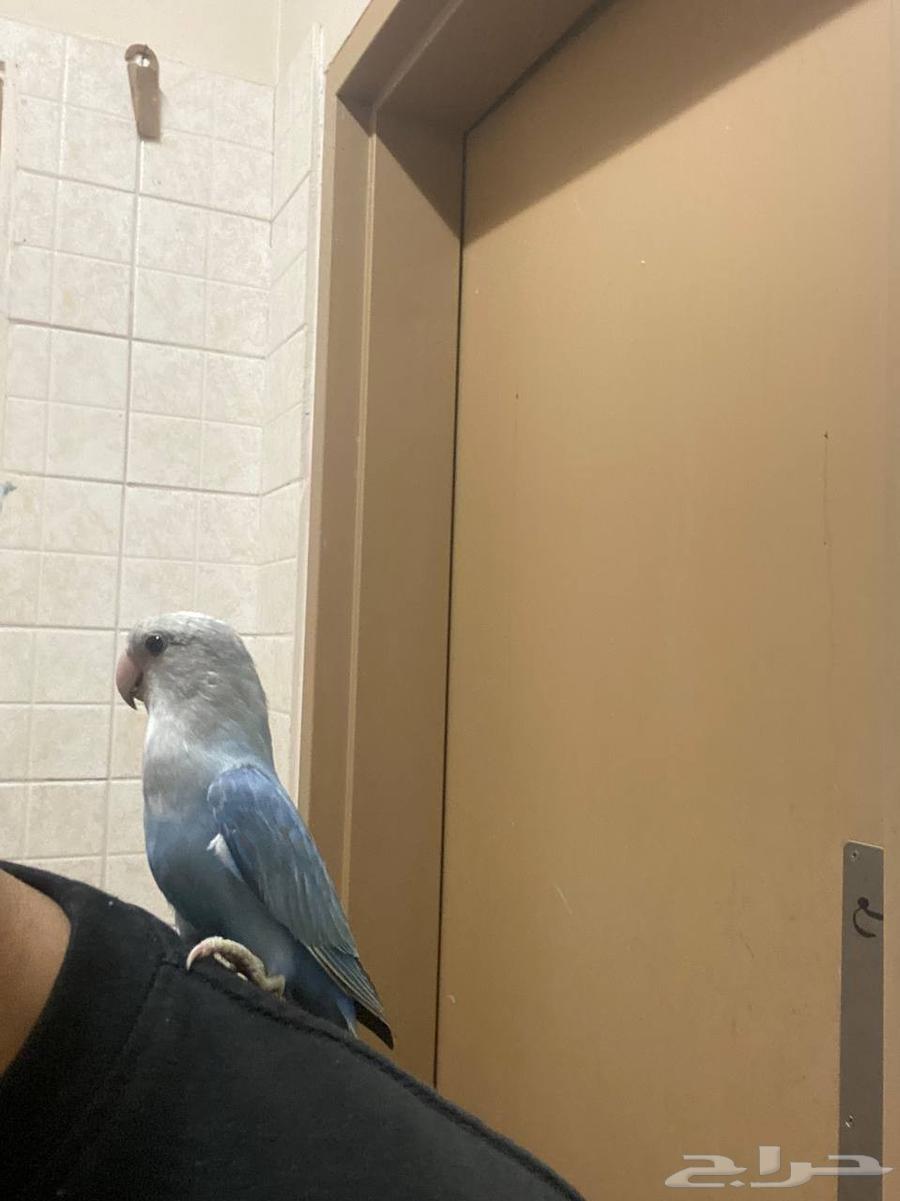 ارواز اليفه جدا مناسبه للأطفال. (( تم البيع ))64418689824514112