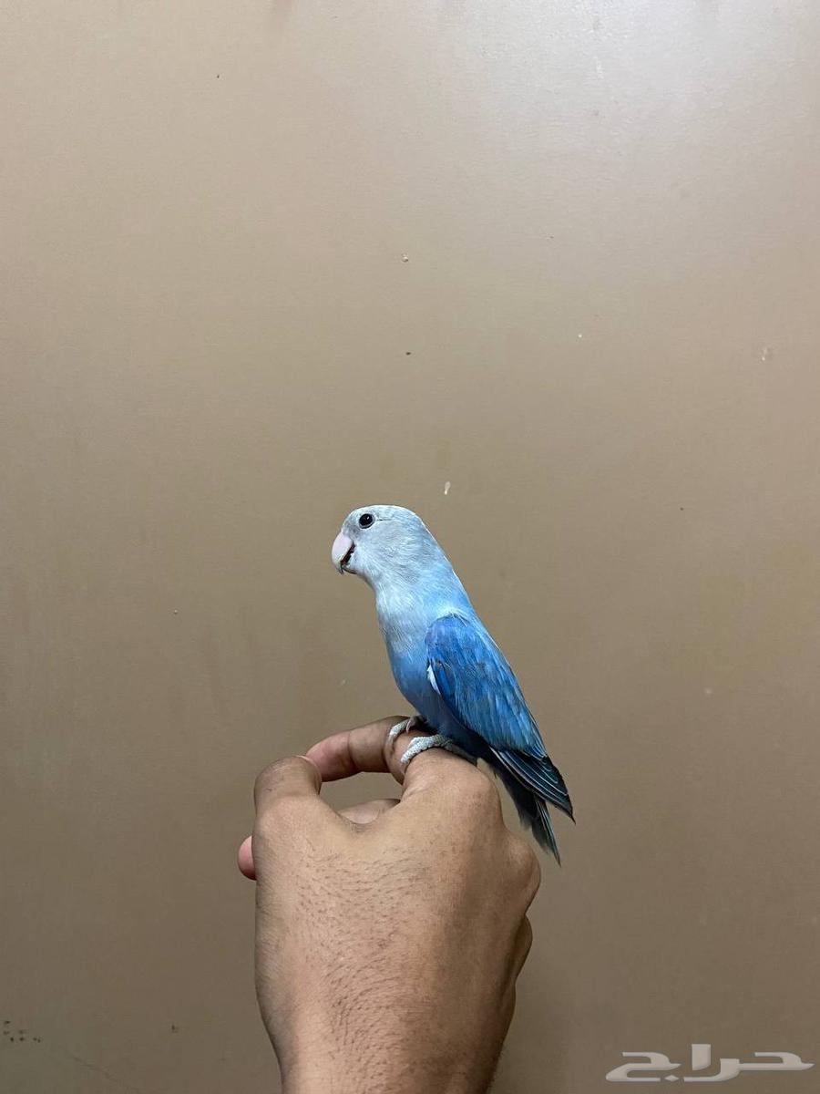 ارواز اليفه جدا مناسبه للأطفال. (( تم البيع ))64418689824514113