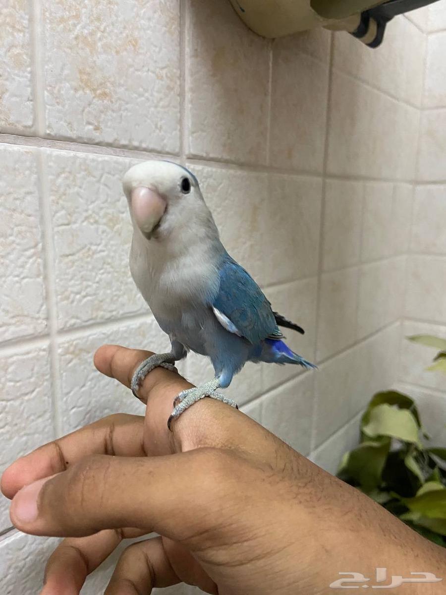 ارواز اليفه جدا مناسبه للأطفال. (( تم البيع ))64418689824514111