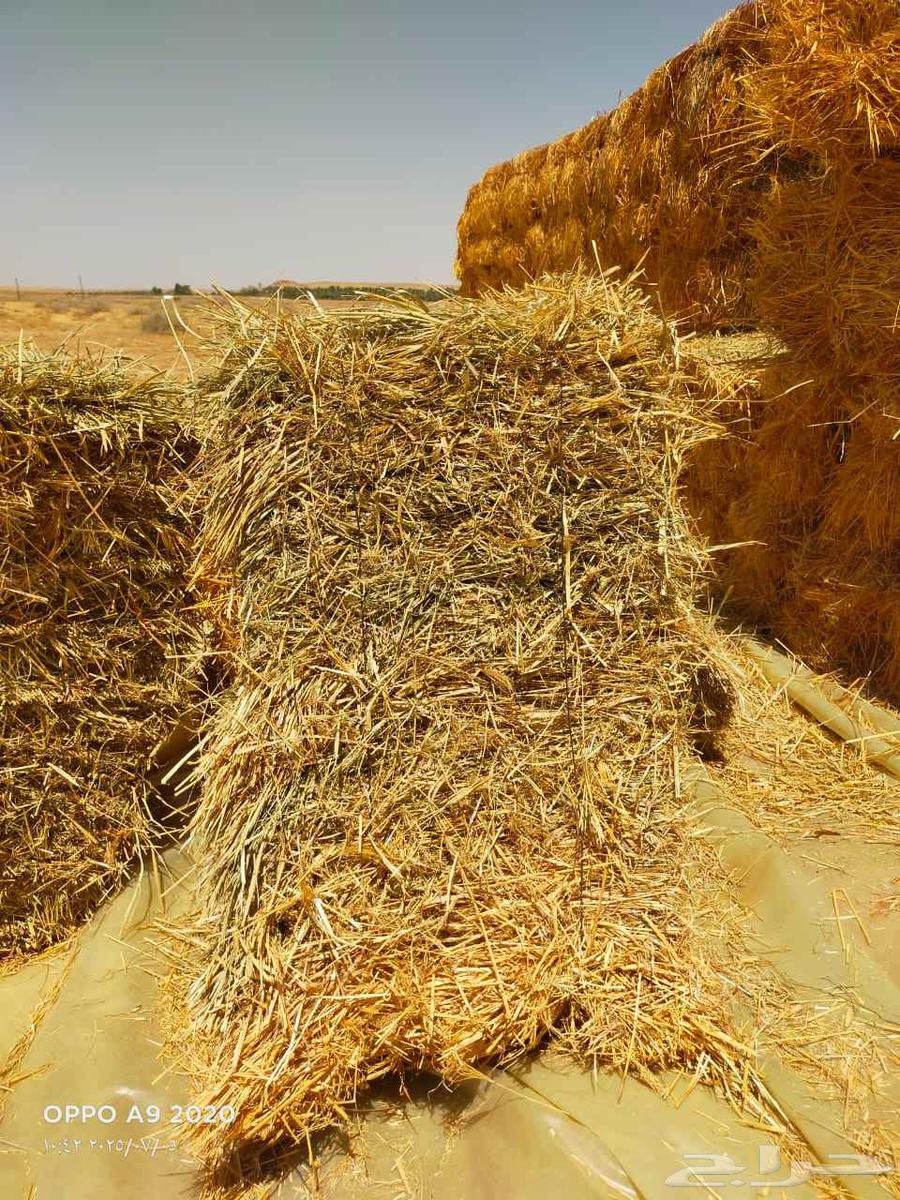 رودس حويل64417849345409113